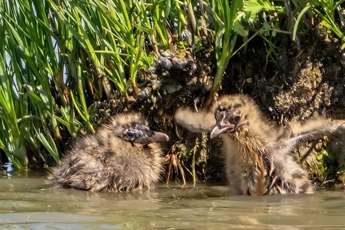 Local Nature Recovery Strategy for Hampshire 2025.