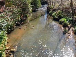 Importance of local chalk streams and rivers recognised by council