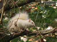 Hopes fade for rare albino squirrel