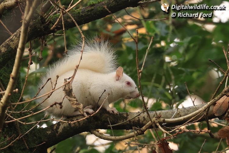 Albino Squirrel in Deadwater Valley