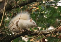 Hopes fade for rare albino squirrel at Deadwater Valley
