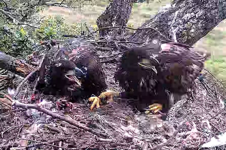 White Tailed Eagle Chick Sussex Harting