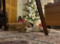 Vet warning after cat swallows ribbon from Christmas tree