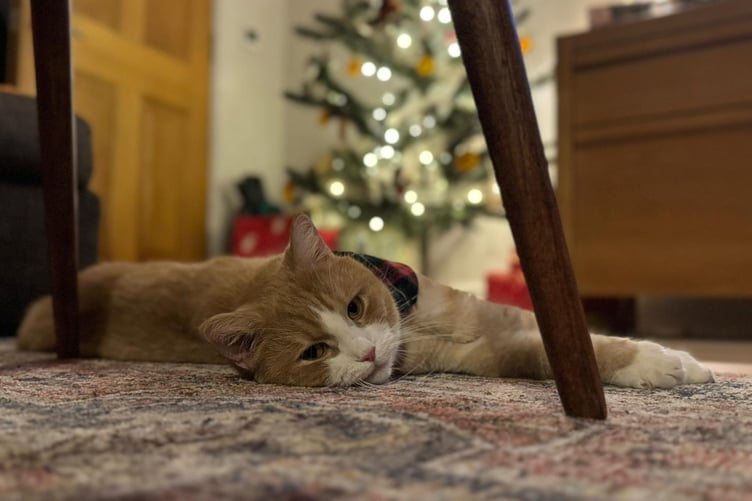 Ted the cat recovers after eating ribbon from a Christmas tree.