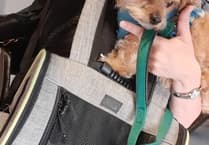 Lead vocalists sought for new dog owners’ choir