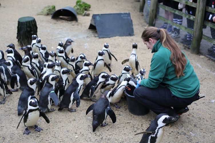 The penguins at Birdworld.