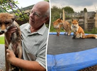 WATCH: Council orders Hampshire man to remove foxes from his home