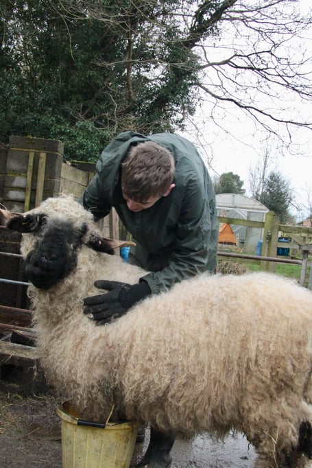 Change of Scene client with a sheep.