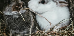 Free museum trips, animal therapy and cookery classes on offer