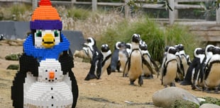 Birdworld unveils brick penguin trail for half term