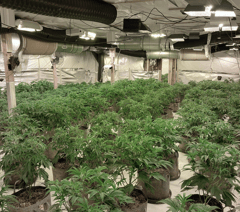 Four arrested as large cannabis farm discovered near Farnham