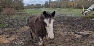 Owner of horses on saturated Elstead field hits back at critics