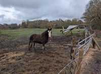 Police seize Elstead horses amid welfare concerns