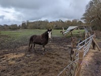 Police seize Elstead horses amid welfare concerns