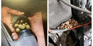 Nut case as Petersfield mechanics make cracking discovery