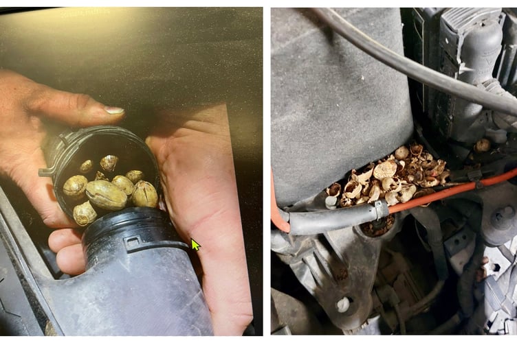 PP Petersfield White Rose Squirrel Nuts