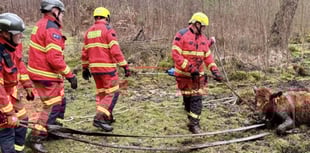 High steaks as firefighters rescue cow from deep mud