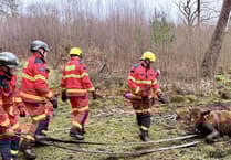 High steaks as firefighters rescue cow from deep mud near Bordon