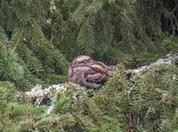 Afraid of no goats: Nightjar numbers on the rise
