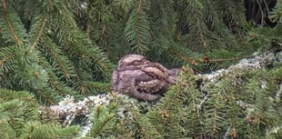 Afraid of no goats: Nightjar numbers on the rise