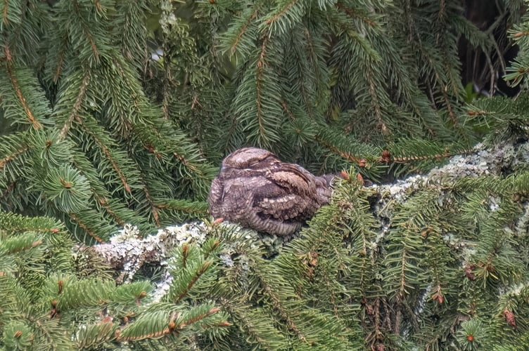 Nightjar at rest East Hampshire