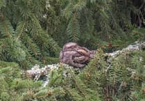 Afraid of no goats: Bird with 'mythical' abilities makes comeback in East Hants