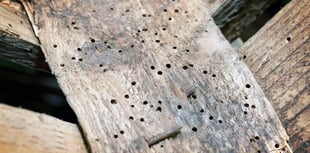 Peeps into the Past: Village roots of £5 billion pest control firm