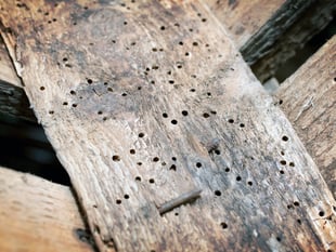 Peeps into the Past: Village roots of £5 billion pest control firm