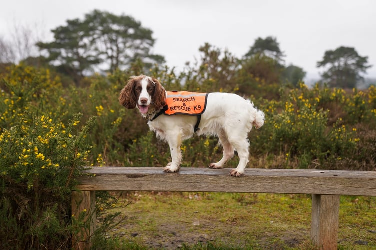 A Surrey Search & Rescue K9 team at the Devil’s Punch Bowl during the start of the county-wide rescue relay challenge. (Credit: Surrey Search & Rescue)