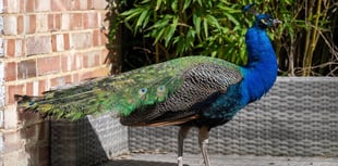 Mystery peacock Pete makes himself at home on Surrey street