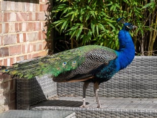 Mystery peacock Pete makes himself at home on Surrey street