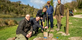 Sycamore Gap sapling planted in South Downs