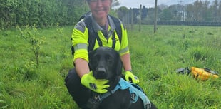 Sniffer dogs take the lead in tracking down leaking pipes in Hampshire