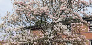 Hindhead Boxing Day Run delivers £5,400 boost for rehabilitation care