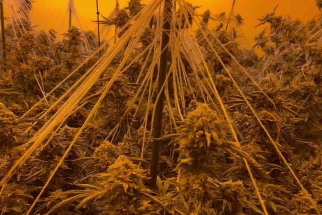 Cannabis farms raided as police crackdown on organised crime