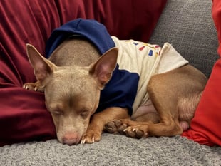Lost terrier Reggie reunited with family after five days