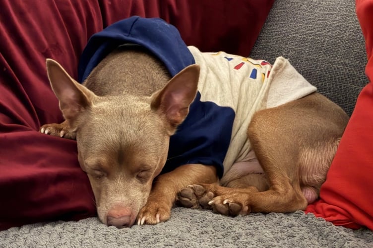 Reggie the dog recovers after being lost for five days in Farnham.