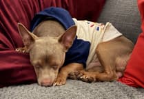 Lost terrier Reggie reunited with Farnham family after five days