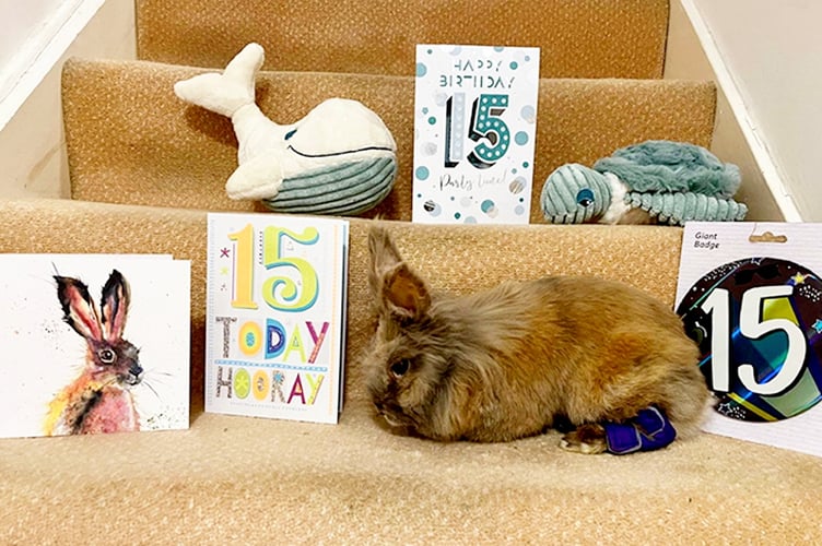 Lionhead rabbit Herbie , 15, who is the worlds oldest rabbit. // A rabbit has lived double his life expectancy to become the worlds oldest. Lionhead rabbit Herbie has been crowned the worlds oldest rabbit living by Guinness World Records. He was officially assessed at the age of 15 years and 82 days back in November with those in his breed usually living between seven and 10 years. Herbie, who lives with owners Richard and Melissa Dunham in Surrey, was brought home from a pet shop when he was eight weeks old. He joined the family as a mate for Flopsy after her boyfriend Starsky died. Teachers Richard and Melissa have been keeping rabbits for 16 years.