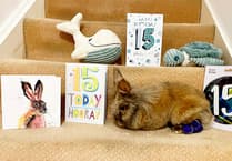 Hoppy birthday Herbie: Surrey rabbit named world’s oldest