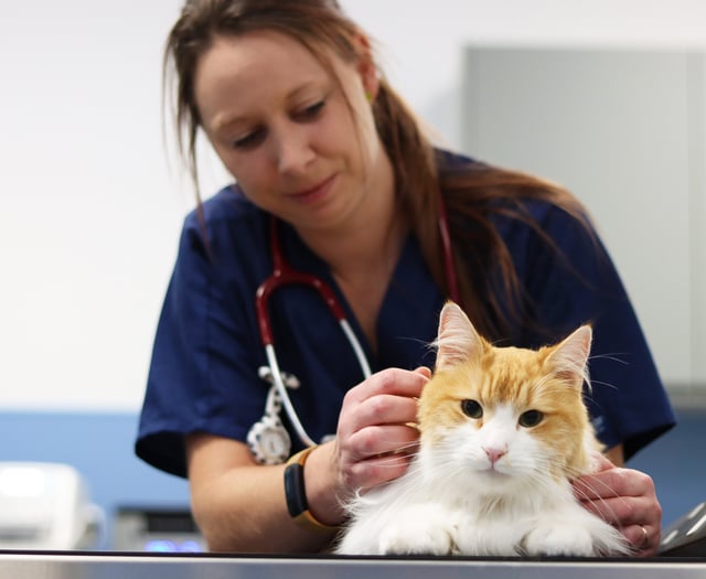 A purr-fect time for a check-up at Tongham vets