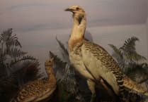 Peeps into the Past: How Haslemere Museum inspired a conservation pioneer