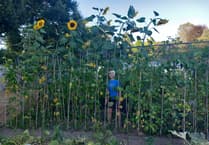 Sunflower growers prove they can handle the heat