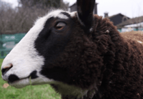 Film about wool and a sheep named Cow