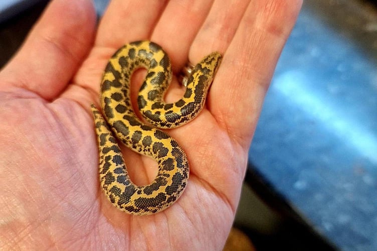 Baby sand boa