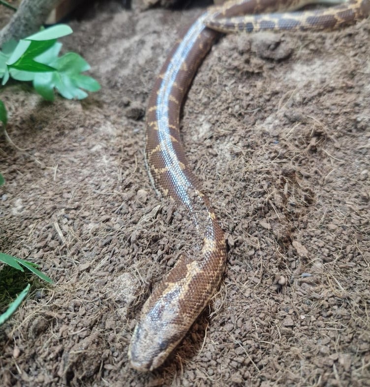 Dolores Kenyanm sand boa