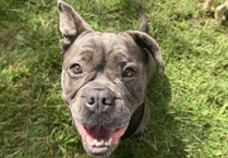 Dog given 'nose job' in Surrey to help her breathe seeks new home