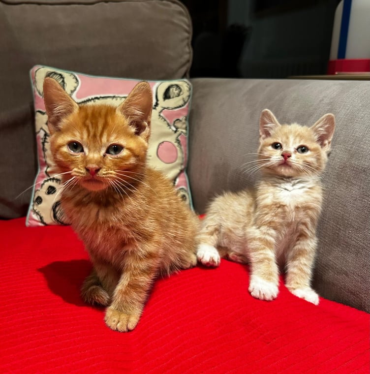 Peanut and Button, two of the kittens found in a plastic bag in Surrey.
